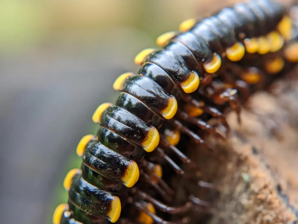 Sonhar com centopeia? Voc&ecirc; est&aacute; sobrecarregado!