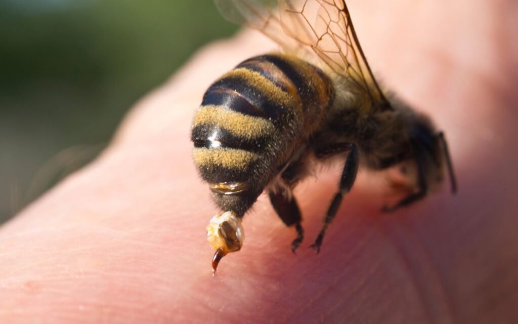 picada de abelha o que fazer