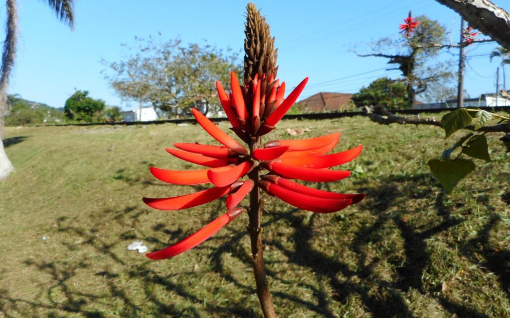 mulungu para que serve